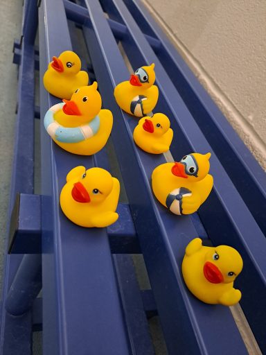 two lines of rubber ducks 